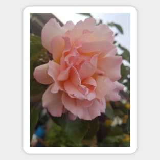 Pink Rose Sticker